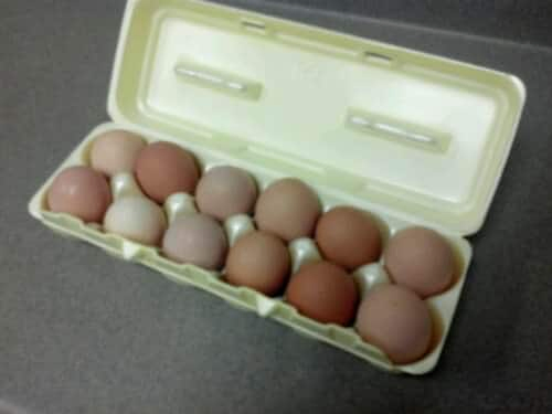 One of the nurses brought me fresh eggs laid by her chickens