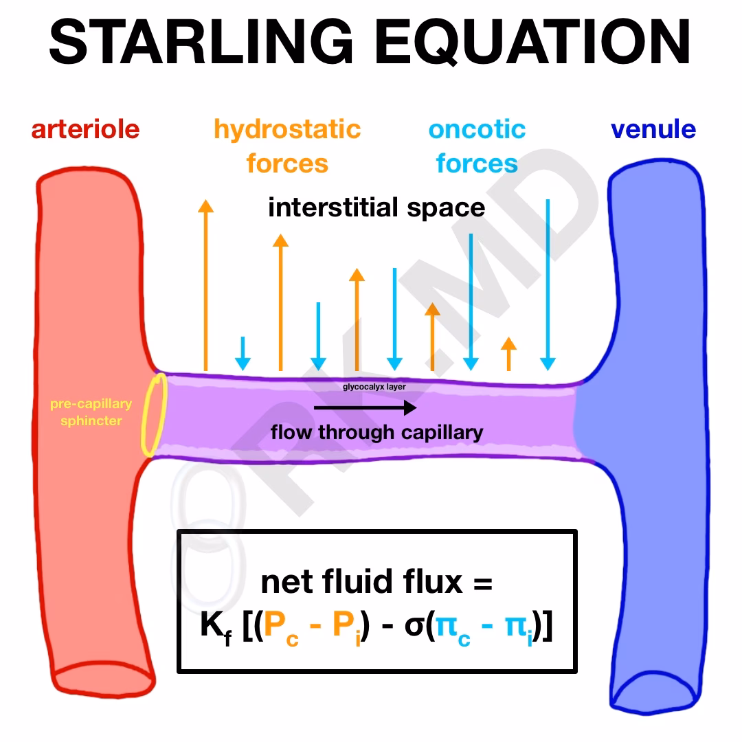 Starling Equation – Hydrostatic and Oncotic Pressures