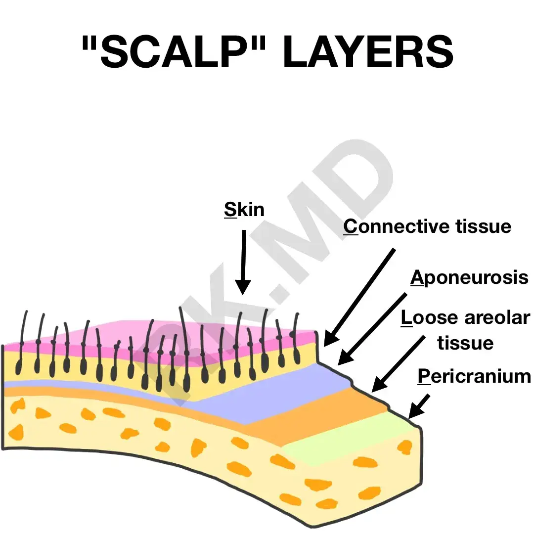  Layers Of The Scalp | RK.MD