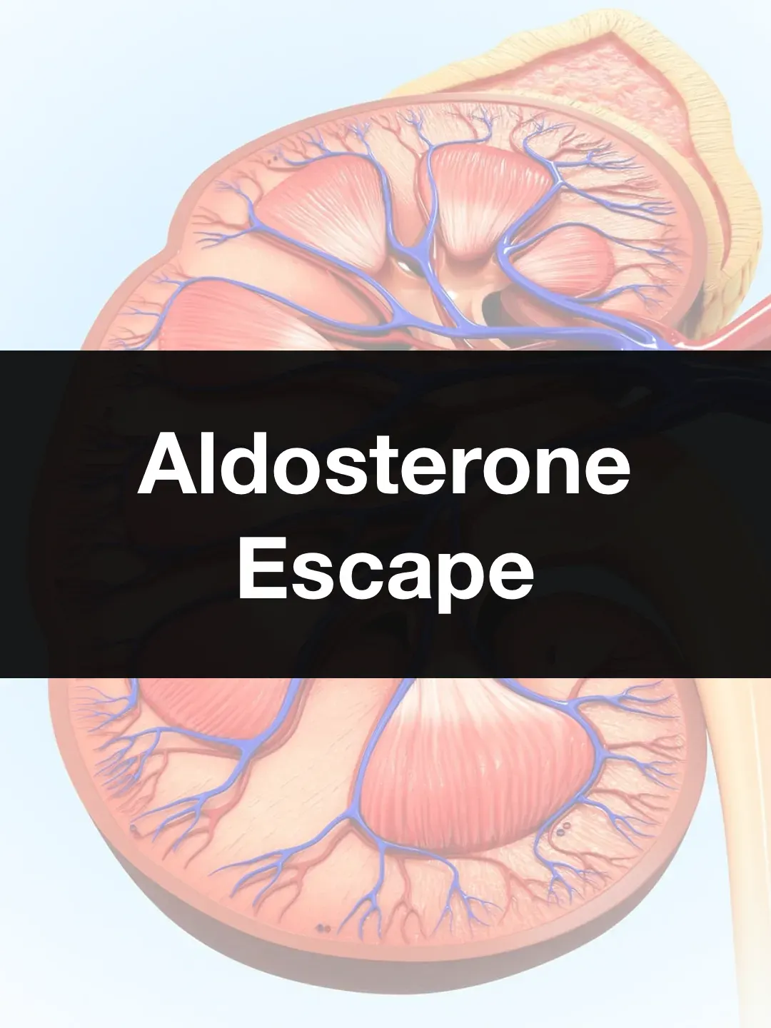 Aldosterone Escape