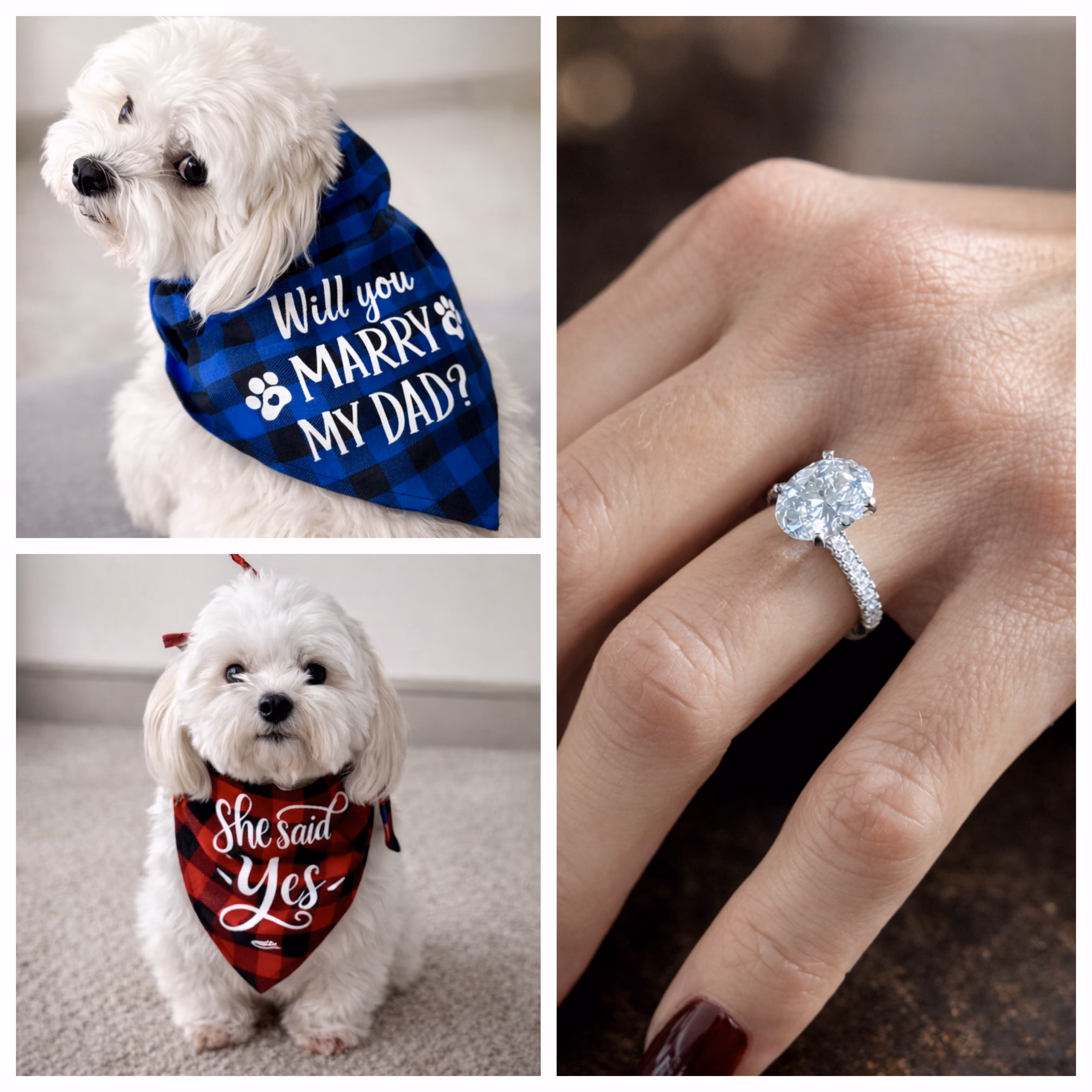 She Said Yes
