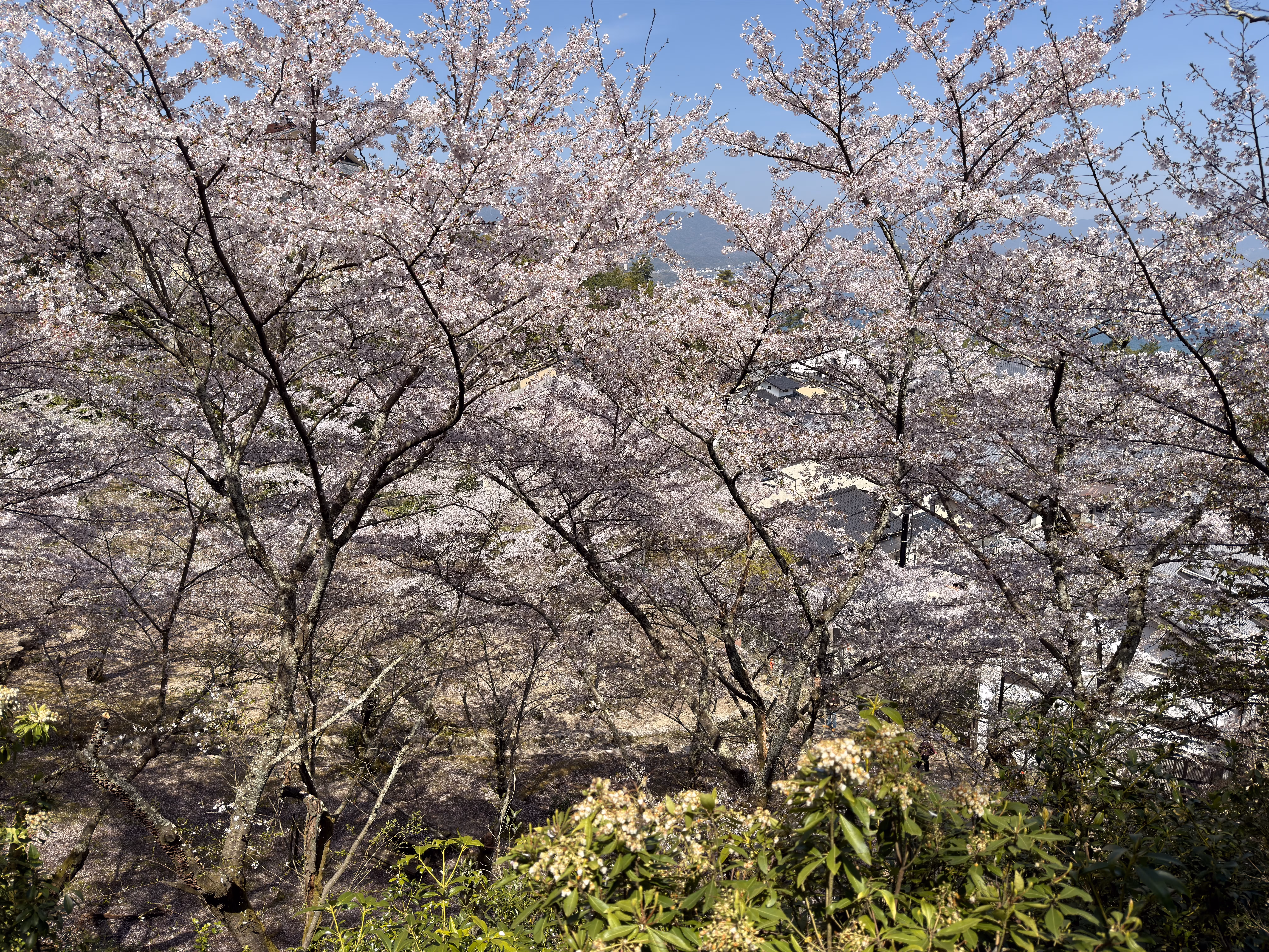 Two Week Vacation In Japan